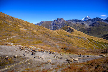 les grandes jorasses