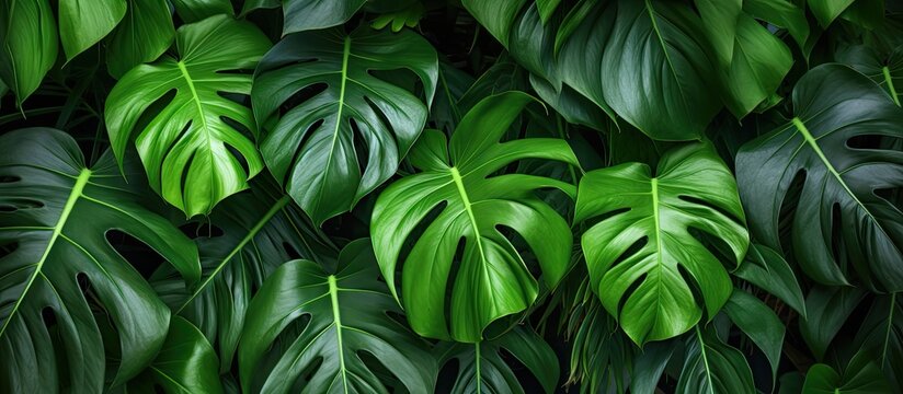 Close up photo of green monstera adansonii leaves known as daun janda bolong in an Indonesian home garden