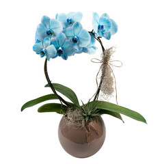 blue orchid two branches in a decorative pot