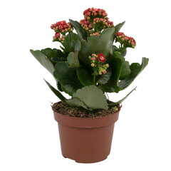 calanchoe flower in a flower pot
