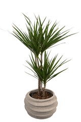 Dracaena angustifolia in a stone pot