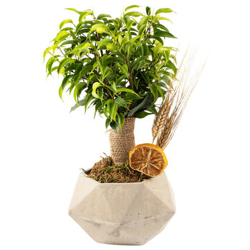 ficus natasha flower in a stone pot