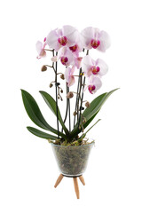 light pink orchid two branches in a tripod pot