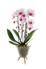 Gordijnen light pink orchid two branches in a tripod pot © Elif Gökçe