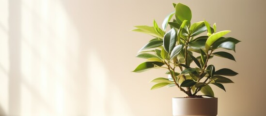 Homegrown potted ficus