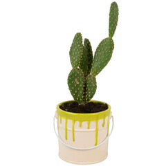 opuntia cactus in decorative pot