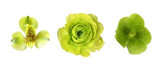 Set of different green flowers (alstroemeria; ranunculus; hellebore) isolated on white or...