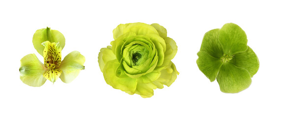 Set of different green flowers (alstroemeria; ranunculus; hellebore) isolated on white or transparent background. Top view.