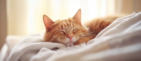 Fototapeta na wymiar Home cat asleep on bed