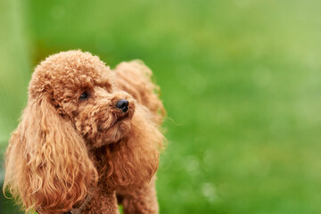 Portrait of red-haired poodle outside, copy space.