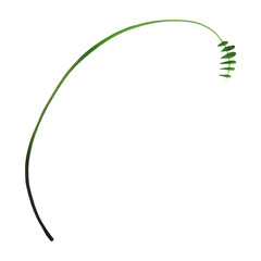 Ukrainian folk art of Petrykivka branch