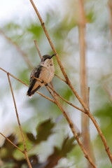 Hummingbird perched on branch. 