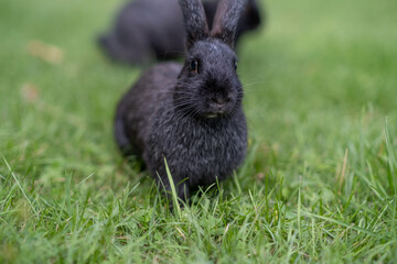 Black rabbit on green grass eat grass. Rabbit with big ears walking in the garden on the lawn. There is a free space for texter in the photo.
