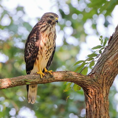 Coopers hawk perched on branch. 