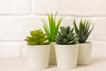 .Indoor artificial plants, various succulents in pots. Succulents in white mini-pots. Ideas for home decoration.Copy space .