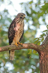 Coopers hawk in tree. 