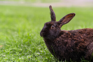 Black rabbit on green grass eat grass. Rabbit with big ears walking in the garden on the lawn. There is a free space for texter in the photo.