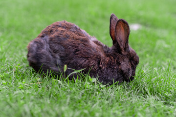 Black rabbit on green grass eat grass. Rabbit with big ears walking in the garden on the lawn....
