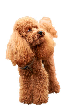 Red-haired poodle isolated on a transparent background.