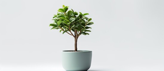 Plastic tree in a pot white background