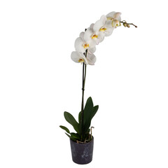 white orchid single branch in a black ceramic flower pot