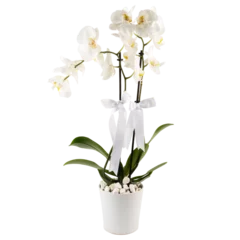 Foto auf Glas white orchid two branches in a white ceramic pot © Elif Gökçe