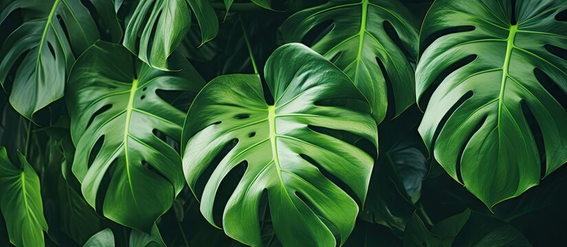Close up photo of green monstera adansonii leaves known as daun janda bolong in an Indonesian home garden