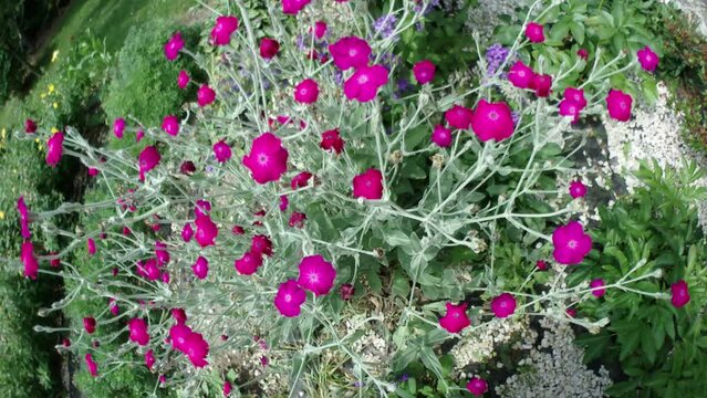 Panorama 160 with pink flowers of Silene coronaria, Rose campion and butterfly Hummingbird hawk-moth, Macroglossum stellatarum eating nectar in flight on summer day - real time.