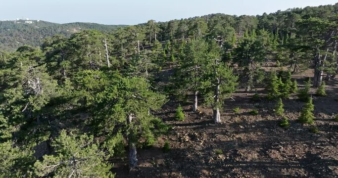 Aerial view of a beautiful pine forest on Mount Olympus in Cyprus. A majestic popular tourist destination with a beautiful mountain landscape. High quality 4k footage