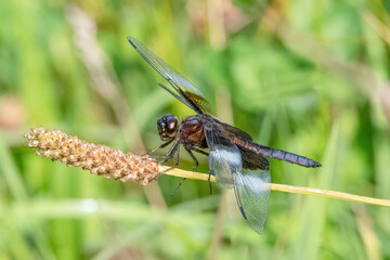 Male Widow Skimmer Dragonfly on Eight Rod Farm Trail, Tiverton, Rhode Island