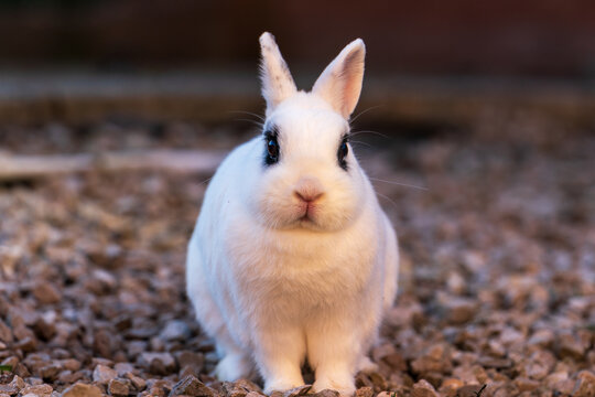 Blanc de Hotot Rabbit in garden