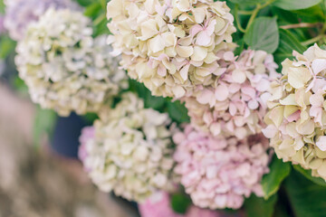 Fototapeta premium Amazing pink and violet Hydrangea flowers in a garden.