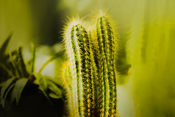Beautiful green cactus flowers growing indoors as houseplants. Home decor, nature, and the joy of nurturing and cultivating plants indoors.