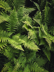 Fototapeta na wymiar green succulent fern leaves, natural plant pattern, phone screen background