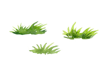 Watercolor set of grass illustrations. Hand drawn image isolated on the white background