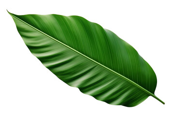 Fototapeta premium Green leaf isolated on transparent background PNG