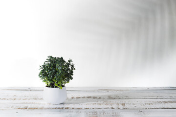Presentación minimalista de producto con una sombra de planta y una maceta en pared blanca y piso...