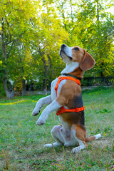 Beagle male dog  standing on hind legs in the park