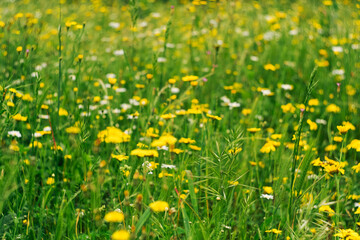 Field of blooming yellow dandelions on grass