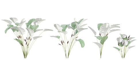 photorealistic 3D rendering of Calathea-lutea trees in transparent background