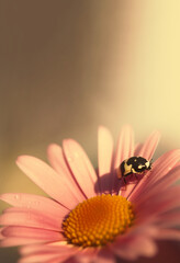Ladybug on pink flower.