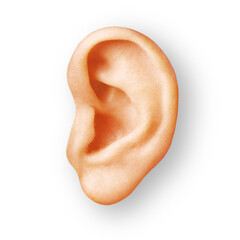 human ear isolated