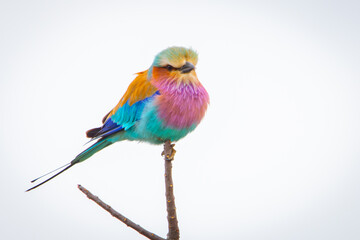 Lilac-breasted roller (Coracias caudatus) perching on a branch in the Kruger National Park in South Africa