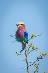 Lilac-breasted roller (Coracias caudatus) perching on a branch in the Kruger National Park in South Africa