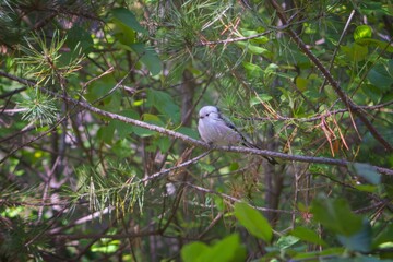 Long-tailed Tit-The Long-tailed Tit or Long-tailed Bushtit Aegithalos caudatus is a common bird found throughout Europe and Asia.