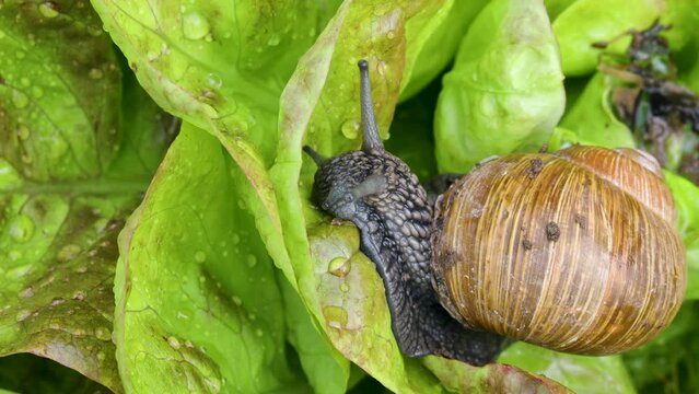 Helix pomatia - Roman snail on a lettuce leaf Macro Close Up