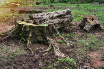 Deforestation due to expanding agricultural areas  Affects the weather and global warming.