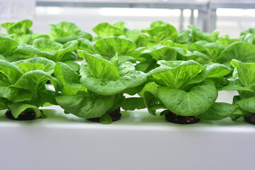 Hydroponics method of growing plants Lettuce