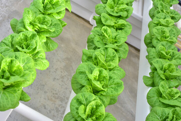 Hydroponics method of growing plants Lettuce