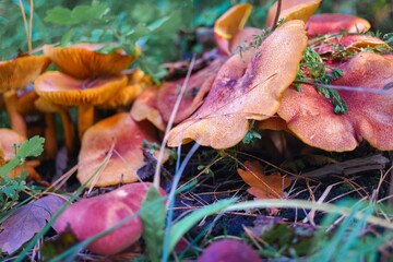 mushrooms on the stump. many mushrooms in the forest. tricholoma. Forest mushrooms (Coprinellus disseminatus), known as fairy inkcap or trooping crumble cap, growing on mossy old tree trunk. picking m